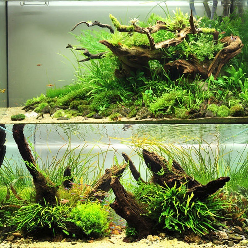 Planted Aquarium With Driftwood - Натуральный корягий дерево, аквариум, мох, украшение