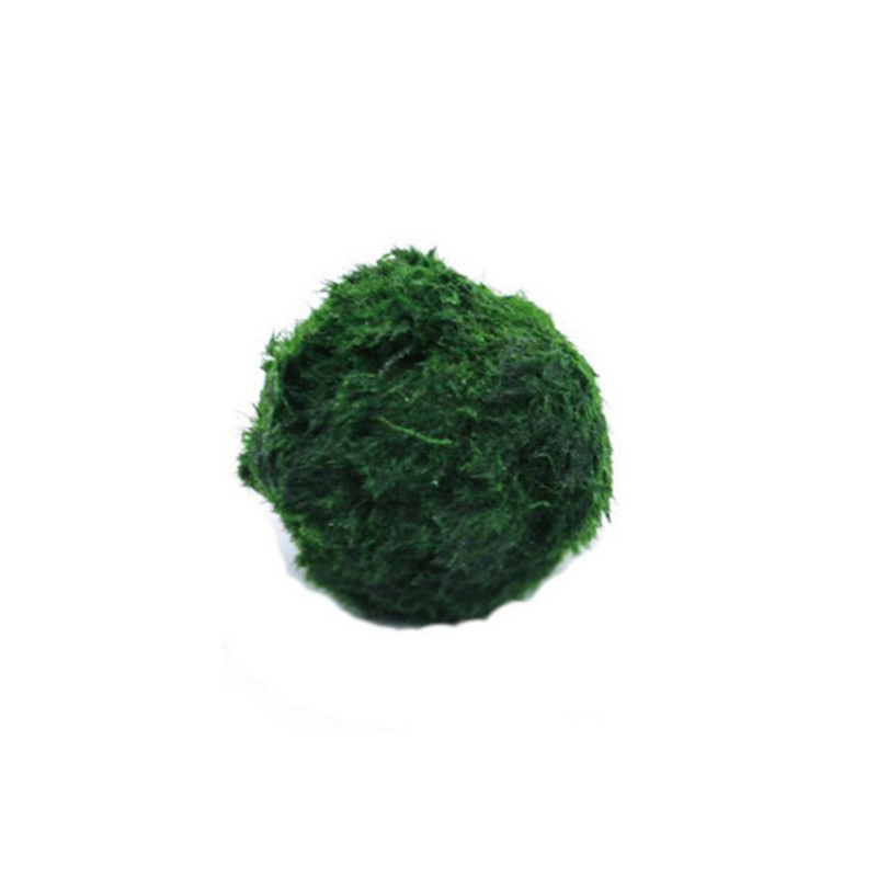 Planted Aquarium Aquascape - Шарики из мха Marimo, живое аквариумное