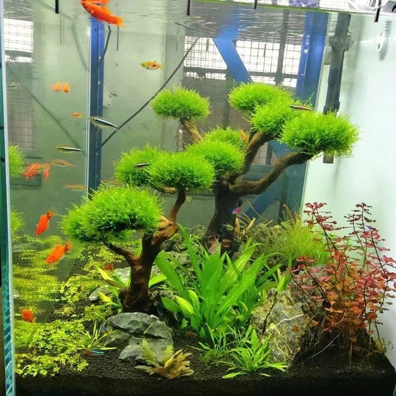 Planted Aquarium With Driftwood - Деревянная рама для ослабления аквариума, аксессуары