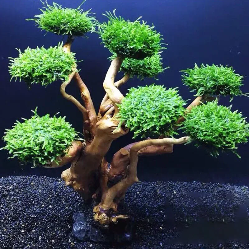Planted Aquarium With Driftwood - Декоративное дерево из мха для аквариума,