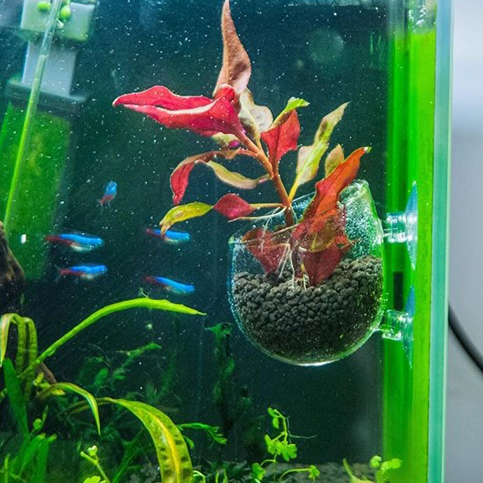 Держатель для аквариумных раст – обзор и цена Planted Aquarium Aquascape