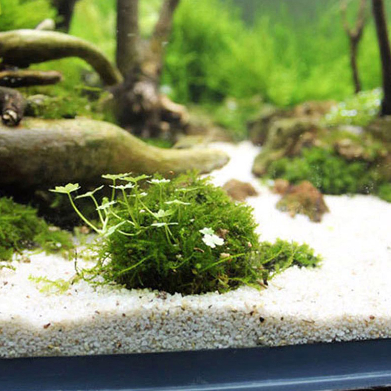 1 шт., аксессуары для водных ж – обзор и цена Planted Aquarium Models