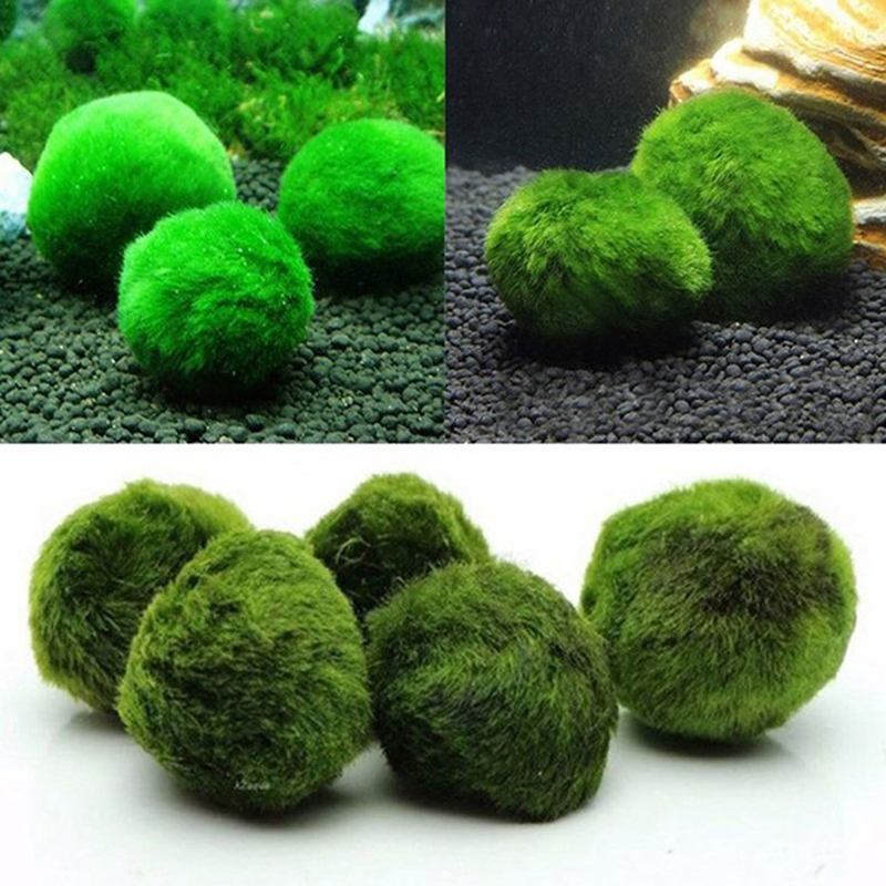 Шарики из мха Marimo, живое ак – обзор и цена Planted Aquarium Aquascape