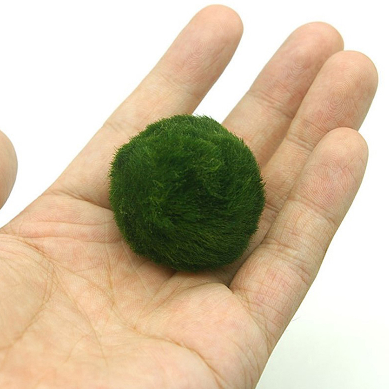 Шарики из мха Marimo, живое ак – обзор и цена Planted Aquarium Aquascape