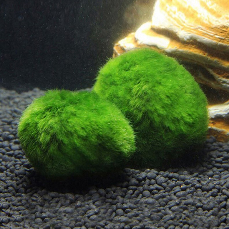 Шарики из мха Marimo, живое ак – обзор и цена Planted Aquarium Aquascape