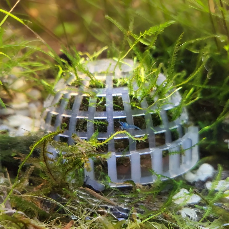 2 шт. держатель шарика из мха  – обзор и цена Planted Aquarium Models
