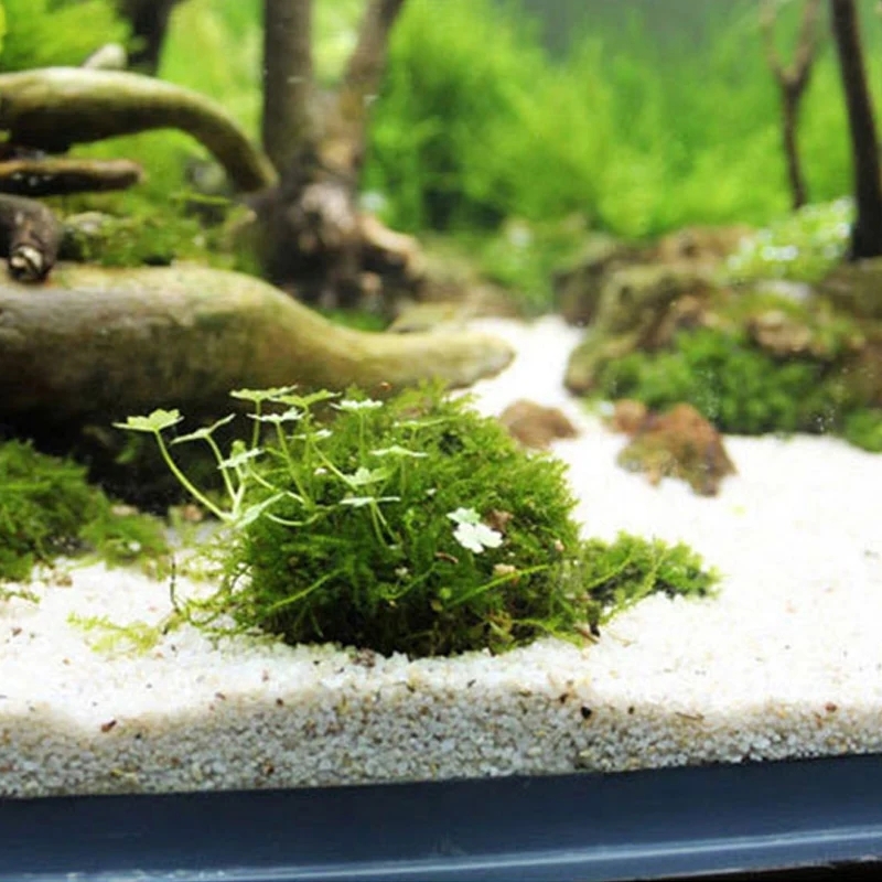2 шт. держатель шарика из мха  – обзор и цена Planted Aquarium Models
